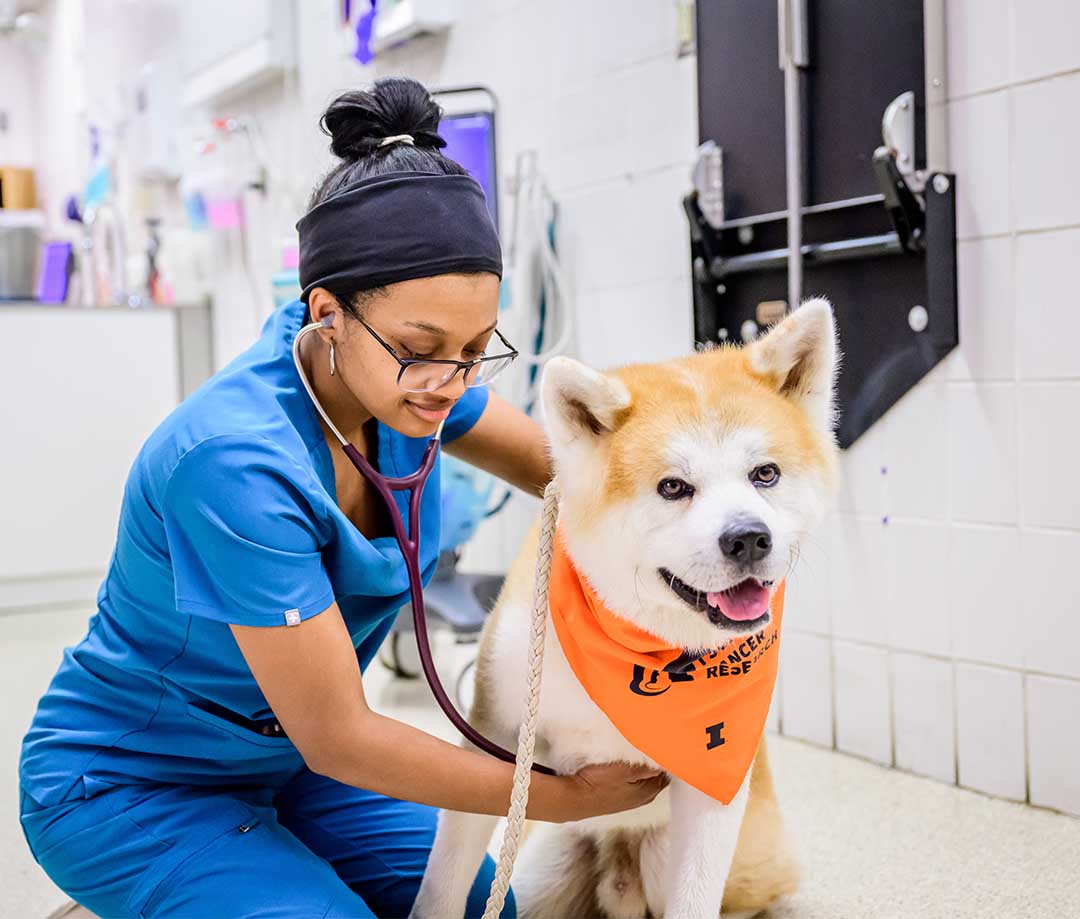 Young woman in scrubs kneeling next to large dog check heart