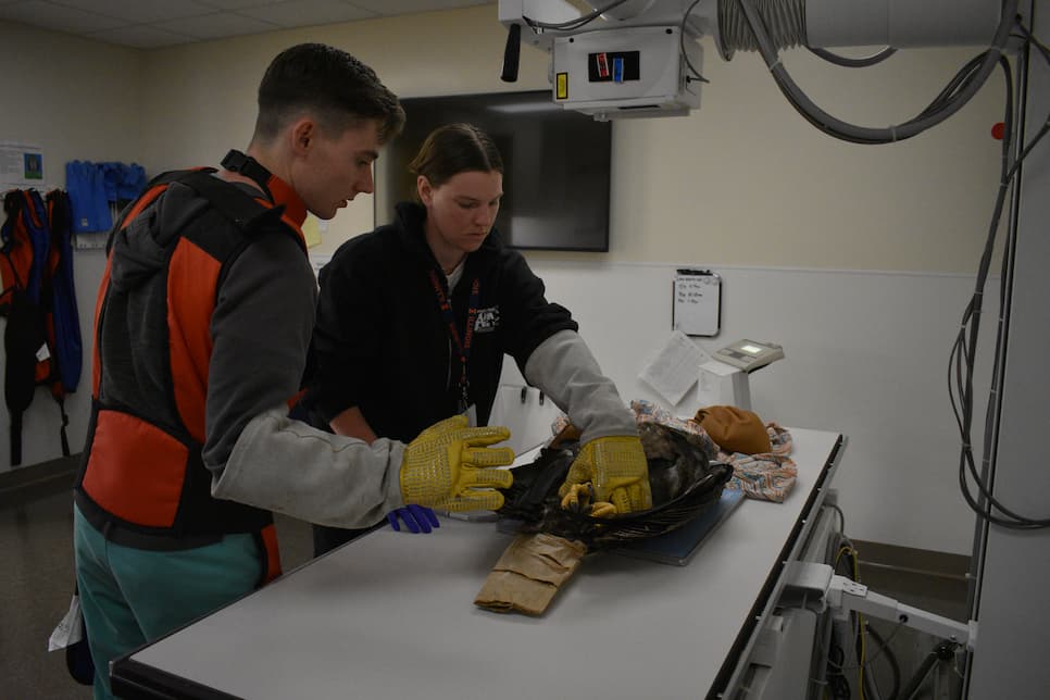 Dr. Erica Bender and Tyson Jenkins, senior manager and student class of 2026 work to radiograph a Bald Eagle patient. The eagle is on its back and laying on the x-ray plate, with a tail guard over its tail. Tyson and Erica are positioning it for x-rays while wearing large raptor gloves to safely handle this patient.