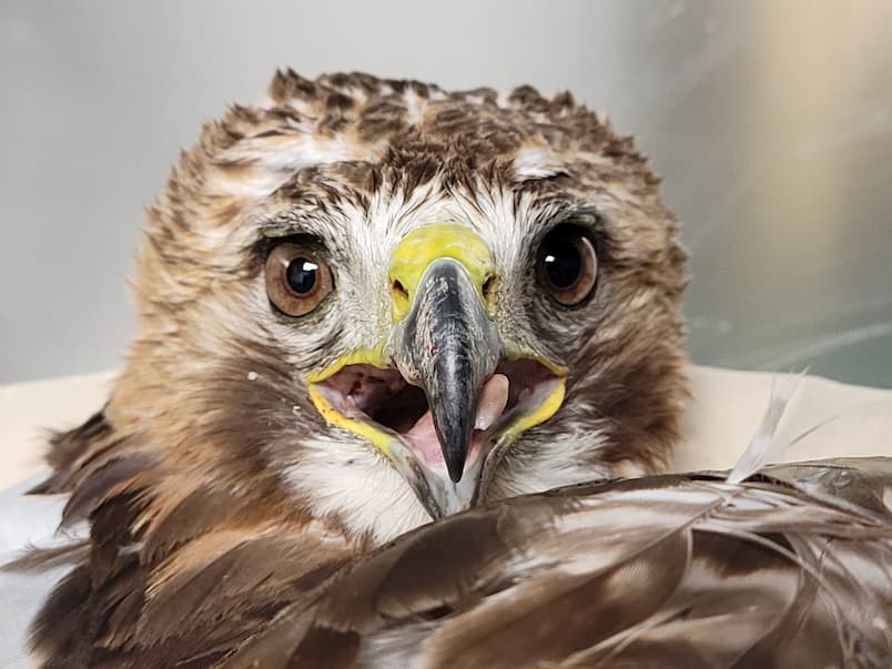 Close up head shot of an angry red tailed hawk. The hawk is looking forwards with its mouth open and tongue slightly extended.