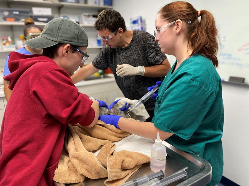 Vet students and current Wildlife Medical Clinic Volunteers are providing medical care to a wildlife patients. The students are all wearing proper PPE (gloves and safety glasses) and the animals is covered in a towel on a exam table.