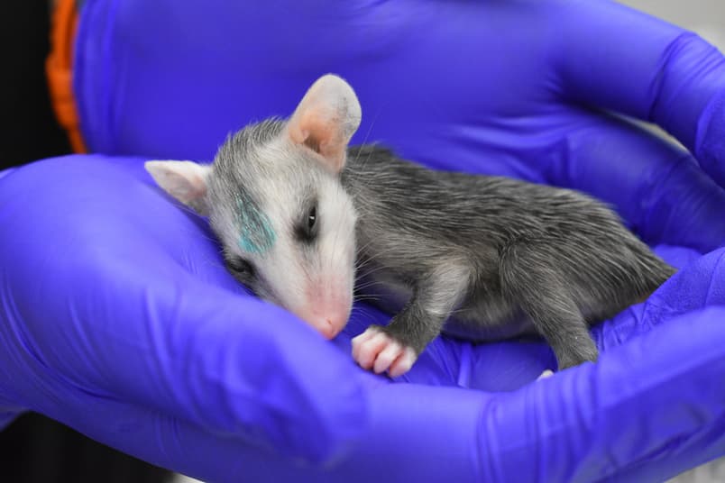 A very young, sleepy, Virginia opossum is curled up in the hands of a volunteer (the volunteer is wearing blue nitrile gloves).