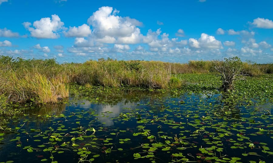 A photo of a North American Wetland. Water towards the bottom of the image with lily pads present and then taller grass and shrubs towards the middle of the image. Nice blue sky with fluffy clouds takes up the top of the image.