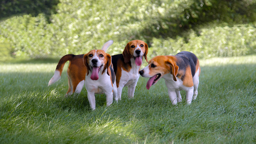 These beagles were treated with iSpay three years ago, and they remain sterile.