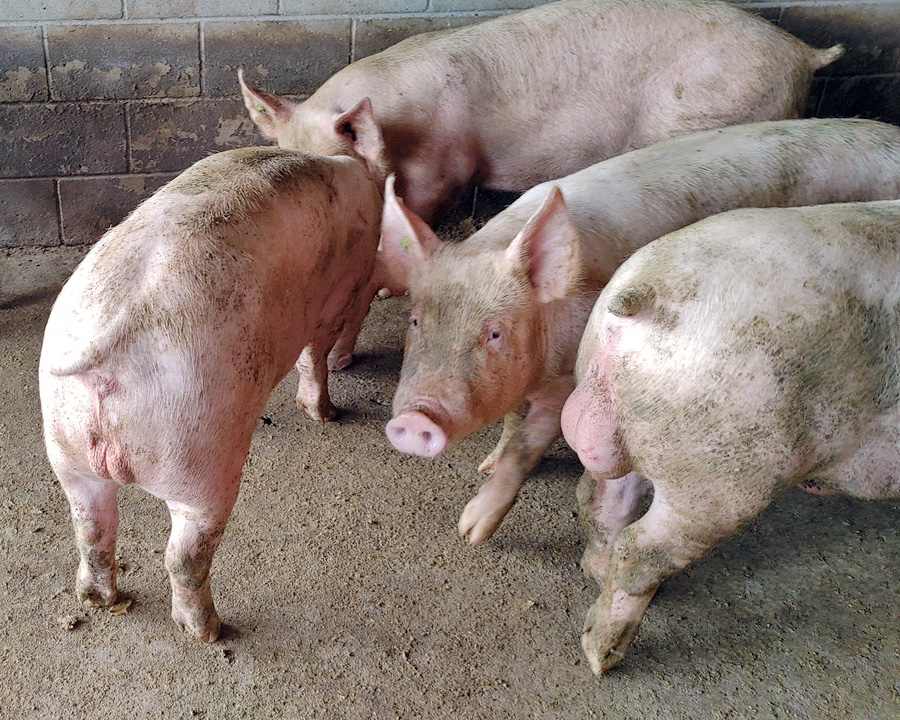 a young boar that underwent sterilization via iNeuter-S (left) and one that was not (right)