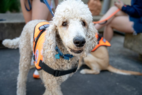 White poodle-type dog from Vet Med Open House