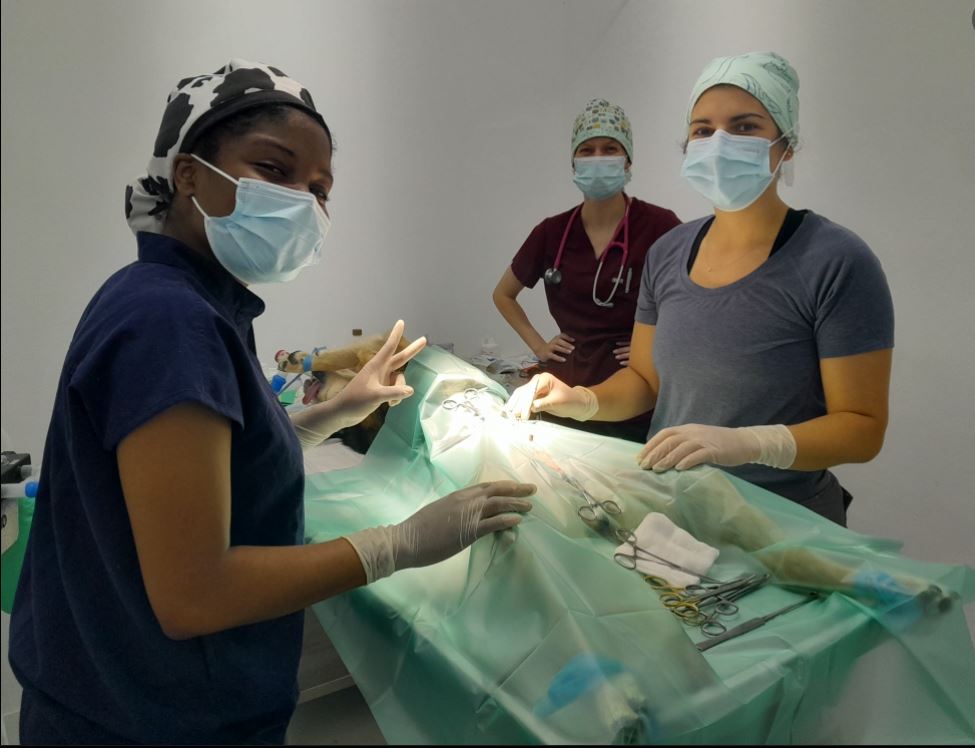 Three student veterinarians performing neuter surgery on a dog.