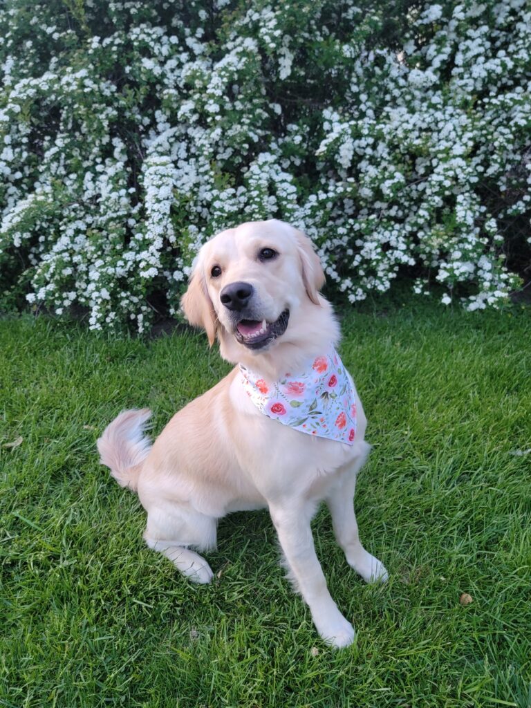 Caitlin Acree's golden retriever, Luna, sitting in front of flowers.