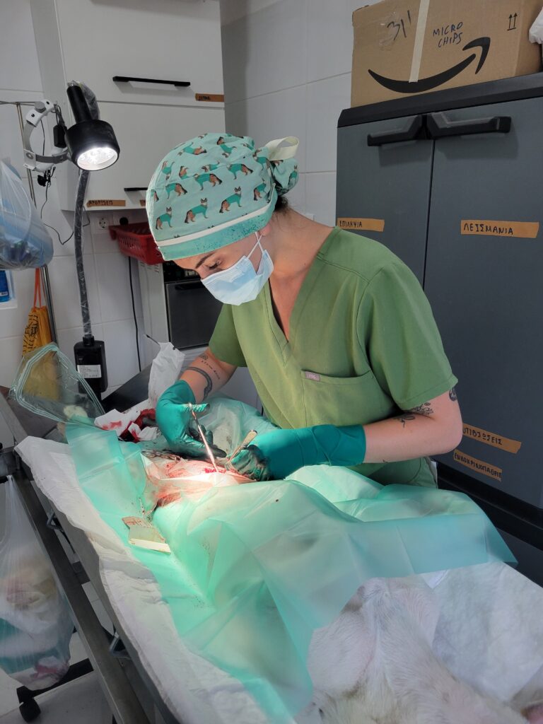 A student veterinarian performs neuter surgery on a dog.