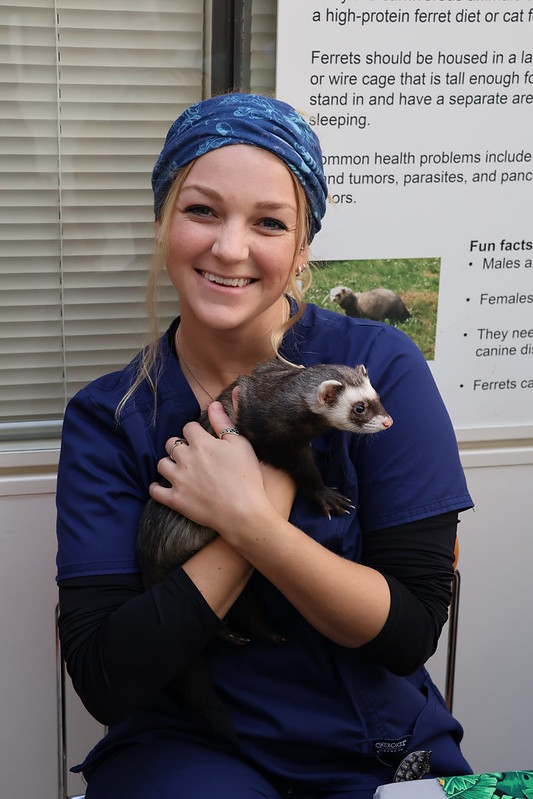 Vet student holding a ferret at Open House 2024.