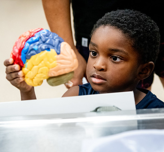 A boy holds a model of a brain at Open House 2024.