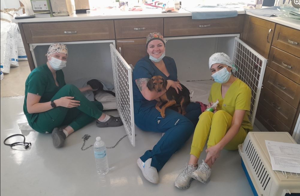 Three student veterinarians sitting on the floor, with two holding dogs.