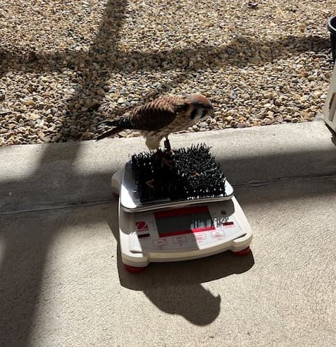 American Kestrel "Clover" participating in training and standing on a scale to be weighed.