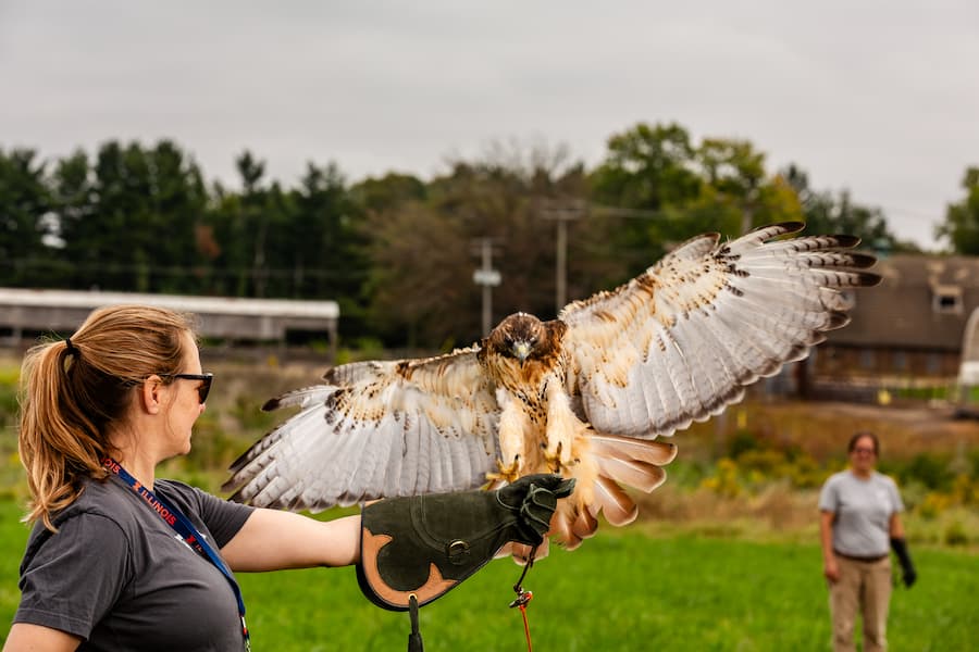 Red-tailed hawk "Ruby" landing on the glove of falconer, Sarah Spang. Ruby was being flown on a creance between Sydney Oliveira and Spang.