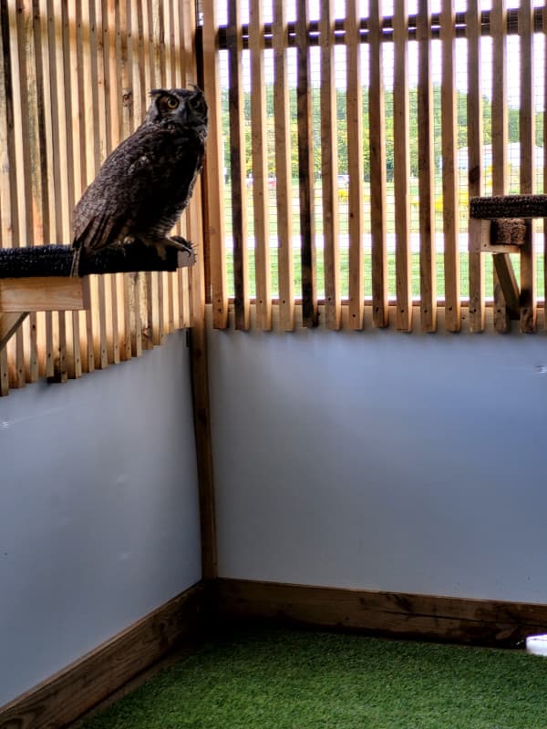 Great Horned Owl patient in our outdoor flight cage. This bird has gone through treatment and is gaining strength back before being released.