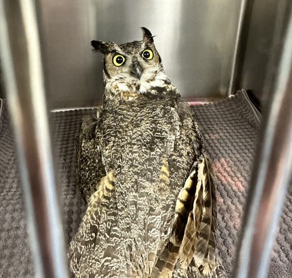 Great Horned Owl patient in the Wildlife Medical Clinic. This photo was the initial picture taken when they arrived at the clinic.