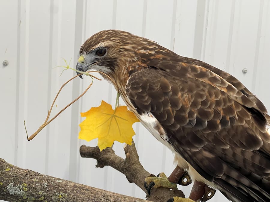 Red-tailed Hawk, "Odin", carrying nesting material in his beak.