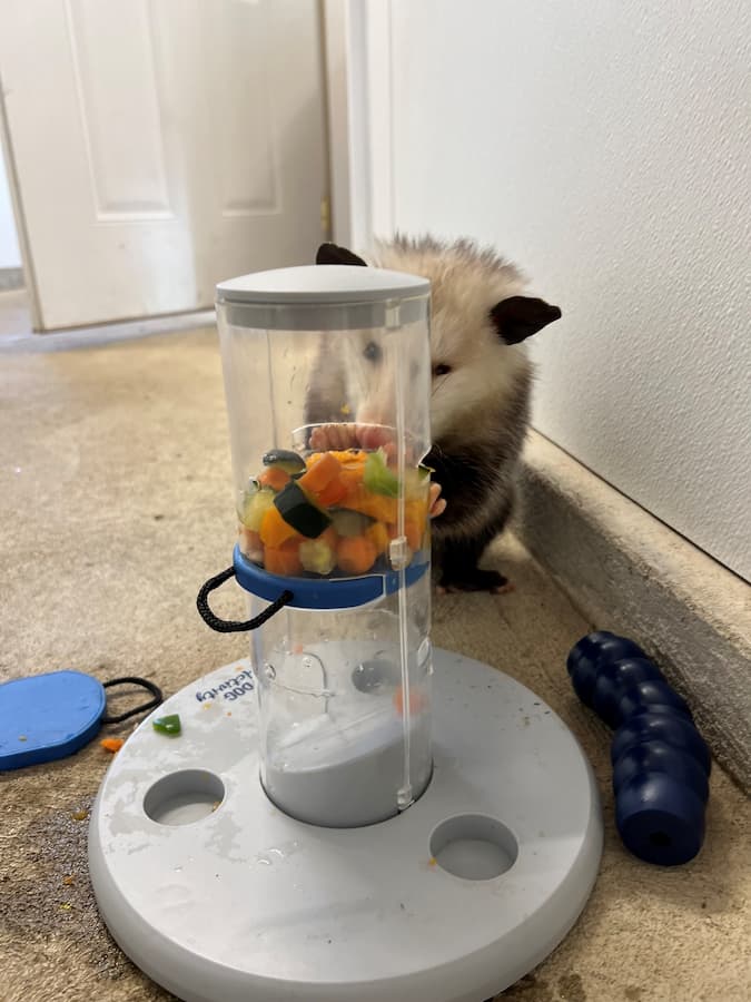 Virginia Opossum, "Petunia", figuring out how to get food out of a puzzle feeder.