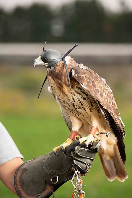 Red-tailed Hawk "Ruby" wearing a hood and sitting calmly on the glove while outside her enclosure.