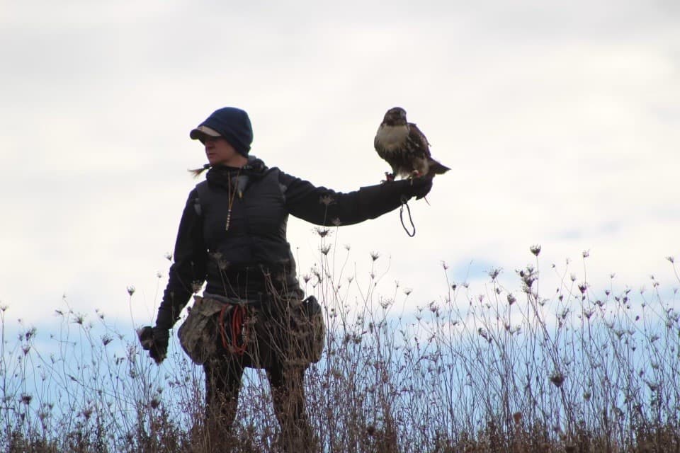 Falconer and WMC volunteer, Sarah Spang, with a Red tailed Hawk on the glove while out in the field hunting.