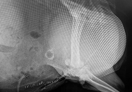 Radiograph of a goat's enlarged bladder