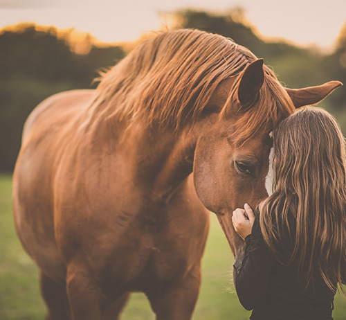 a child touches heads with a horse