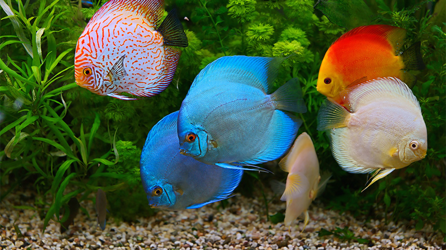 Orange and blue discus fish in an aquarium.