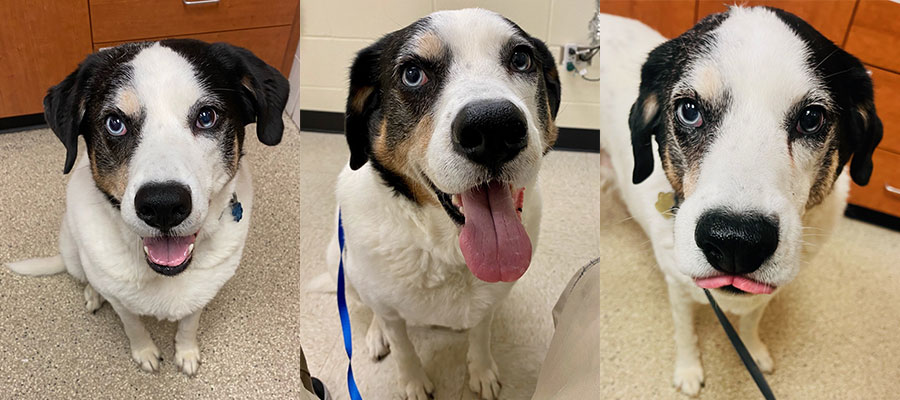 Three portraits of Sheldon Reed during visits to the Veterinary Teaching Hospital.