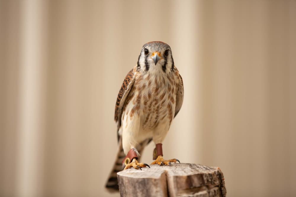 American Kestrel Ambassador, Clover, perched on top of a stump looking forwards.