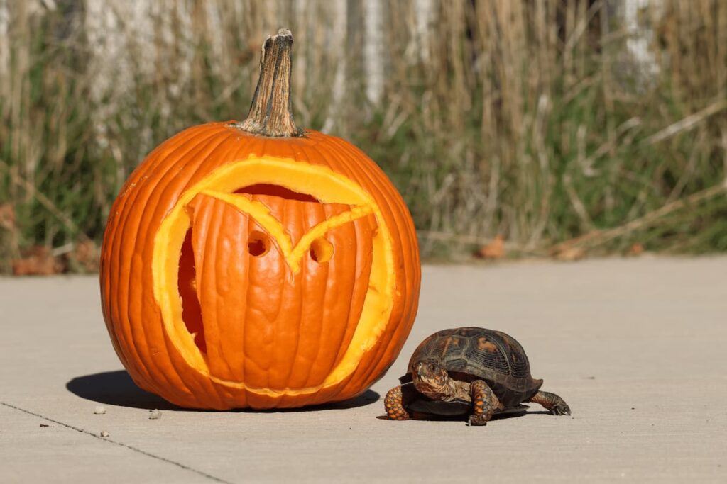 Eastern Box Turtle, Hazel, resting in the sun in front of a pumpkin carved with the Wildlife Medical Clinic Owl logo.