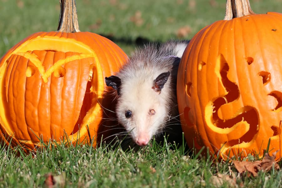 Virginia Opossum, Petunia, sneaking between two carved pumpkins. One pumpkin has the WMC Owl logo on it, and one has a snake carved in it.