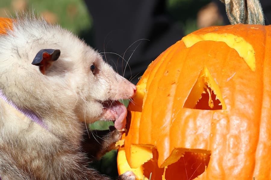 Virginia Opossum, Petunia, licking a carved pumpkin.