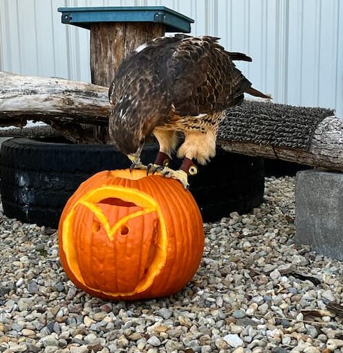 Red-tailed Hawk Ruby standing on top of a carved pumpkin in her outdoor enclosure.