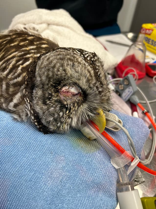 Barred Owl patient in recovery after surgical procedure to remove right eye.