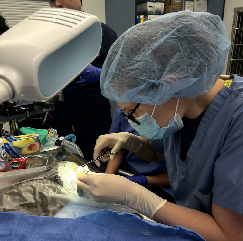 Wildlife Medical Clinic junior student manager, Riley Dunwoody performing surgery on a barred owl.