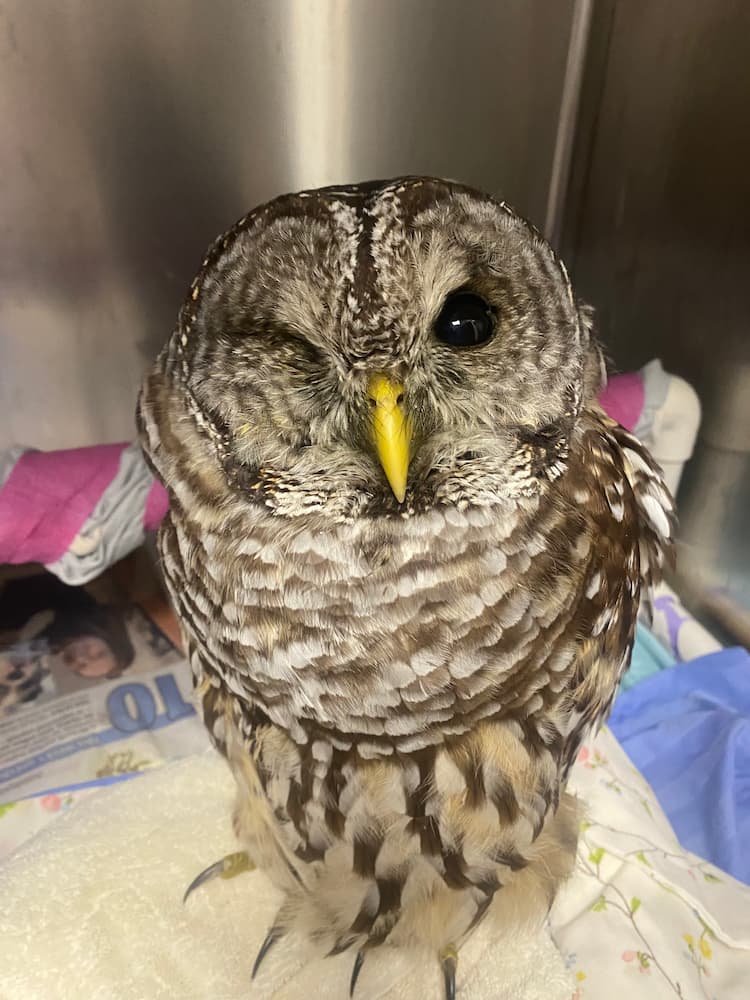 Barred Owl wildlife patient in a hospital enclosure ready for transfer to a licensed rehabilitator for continued care before release back to the wild.