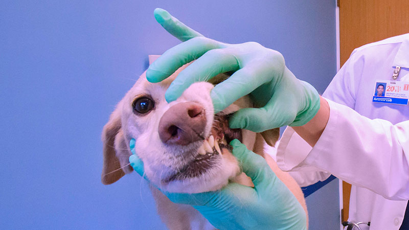 A dog gets a dental exam from someone wearing gloves.