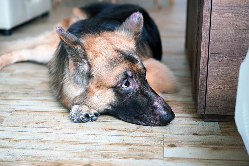 A dog laying on the floor.