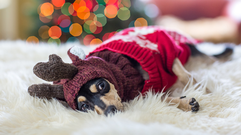 A dog dressed in a sweater and an antler hat looks anxious.