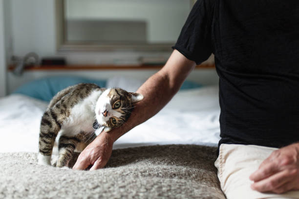 A cat leaning against the arm of a man.