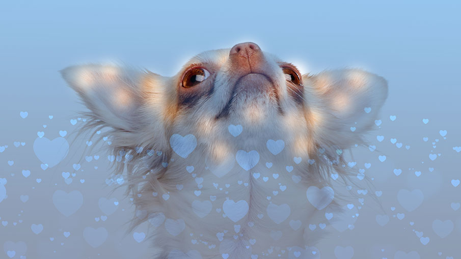 Photo illustration of a chihuahua emerging from blue background with hearts.