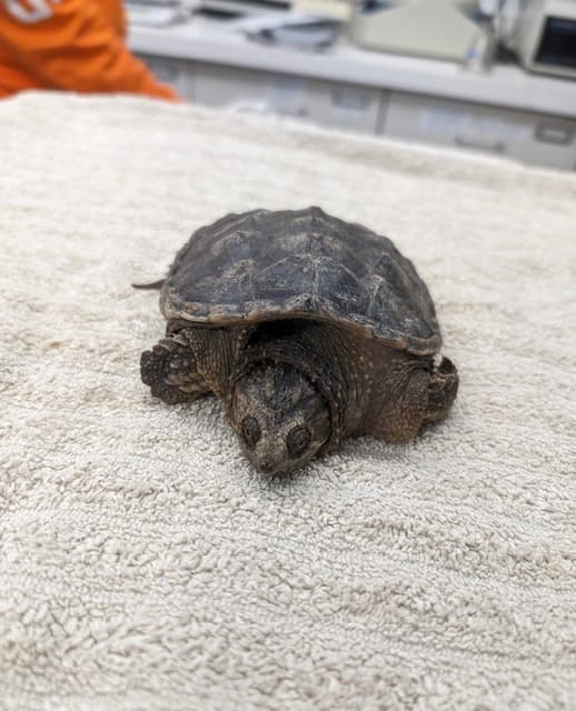 Common snapping turtle on exam table for initial exam after arriving to the Wildlife Medical Clinic.