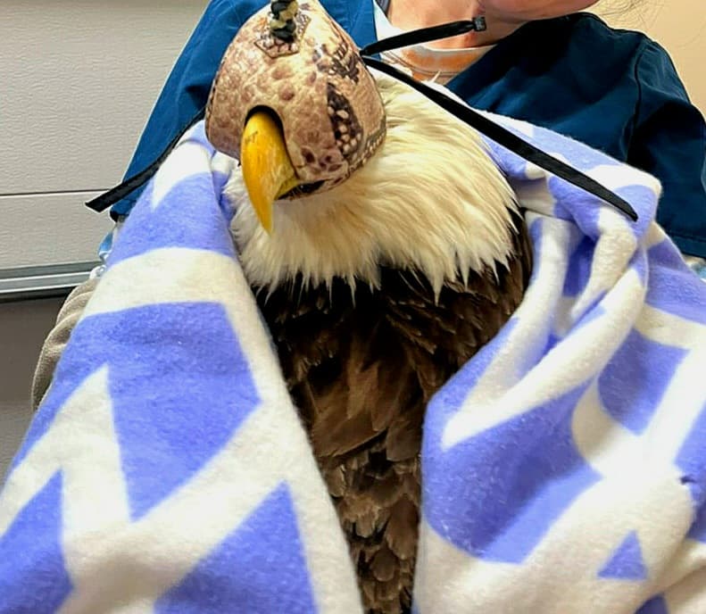 Bald Eagle with hood on for exam.