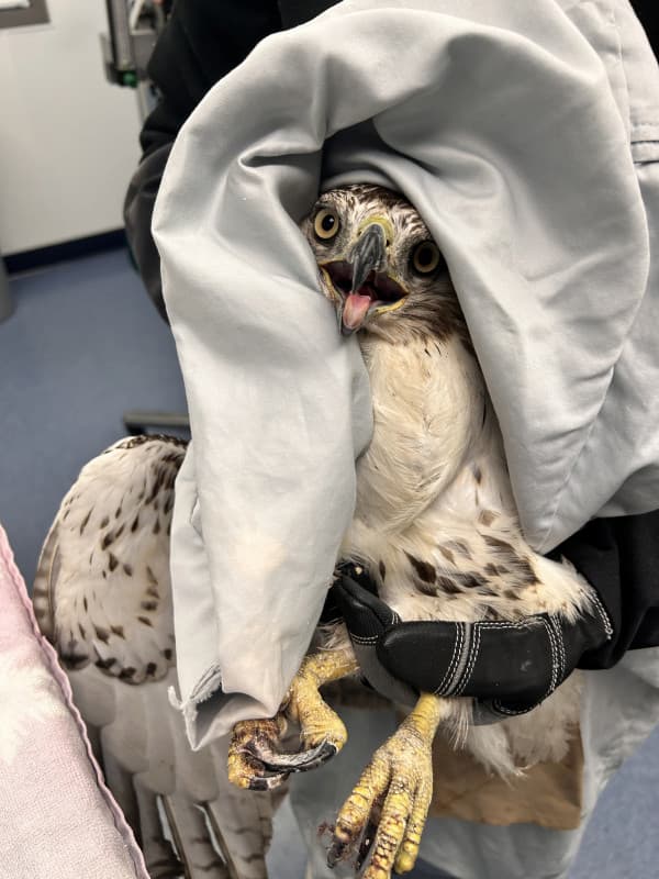 Red Tailed Hawk in hand. Pillow case covering head lifted to see large crop.