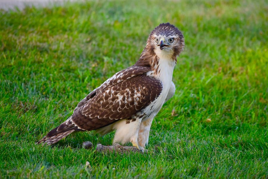 Red-tailed hawk stands on a squirrel it caught.