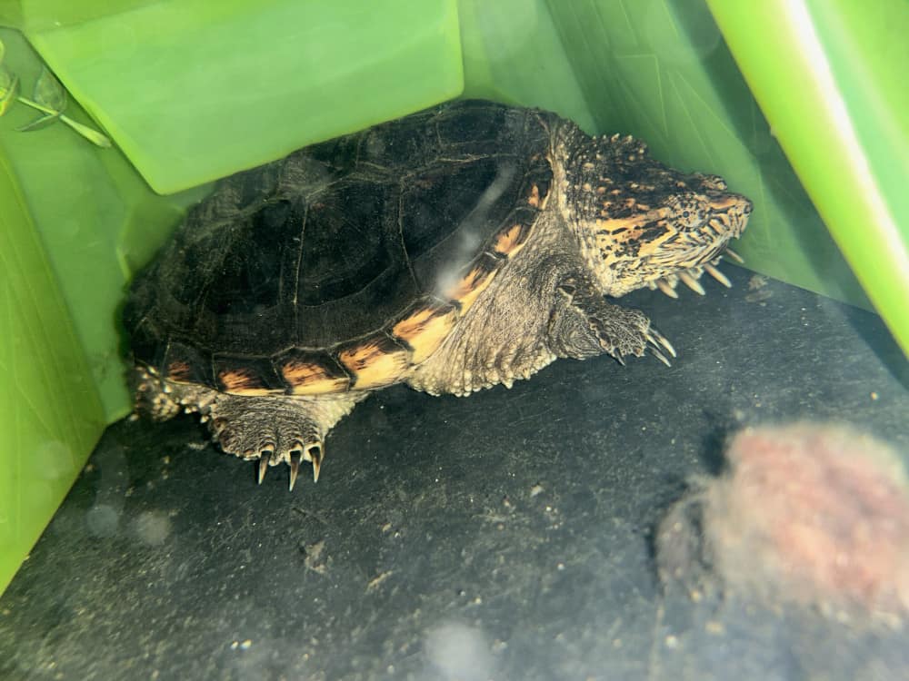 A common snapping turtle in a hide under water.