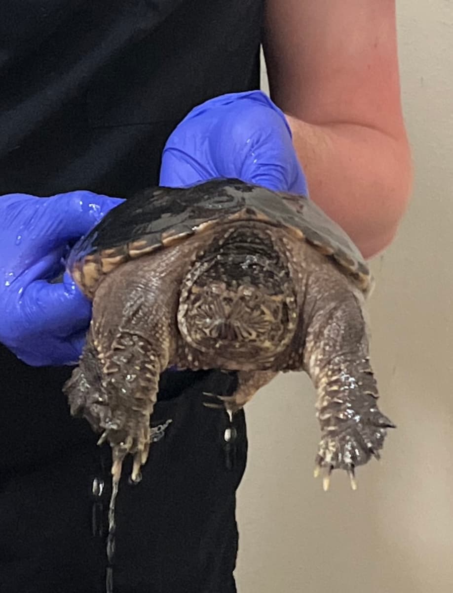 Common Snapping Turtle in hand.