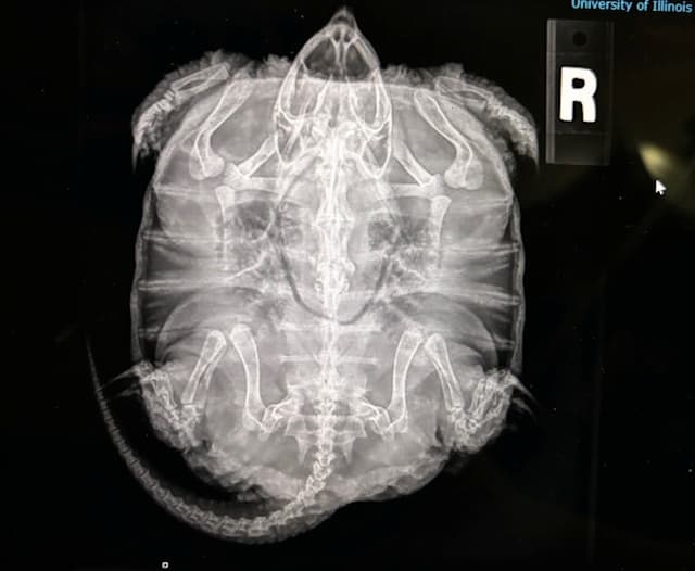 Common Snapping turtle x-ray