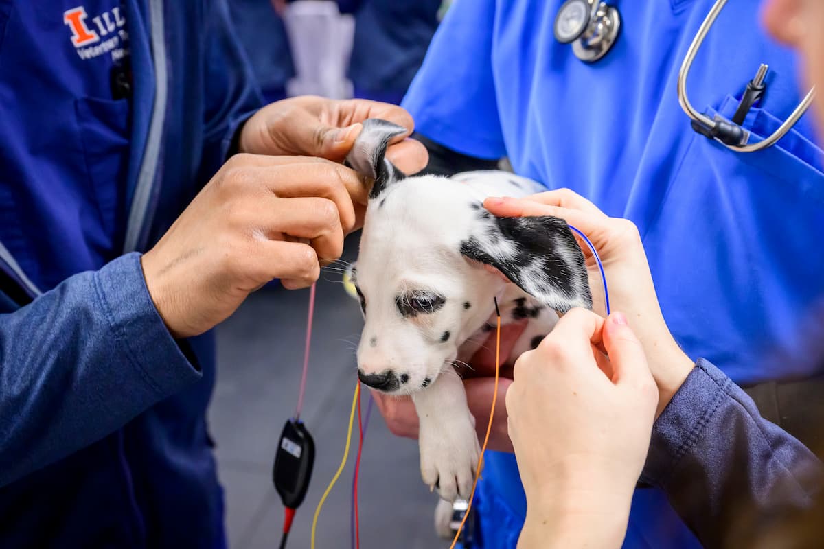 A Dalmatian puppy gets a hearing test.