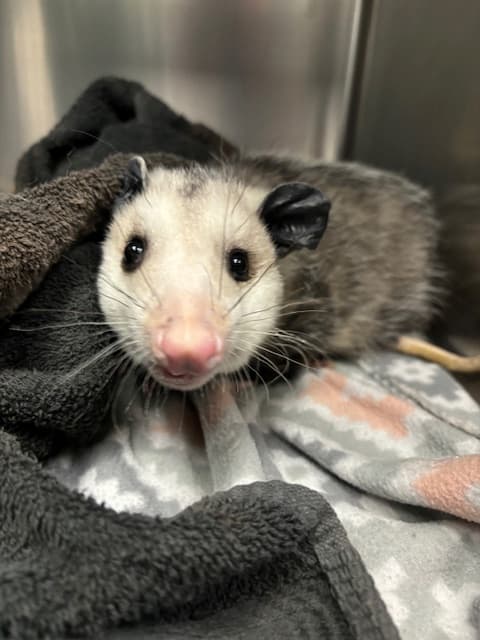 Virginia Opossum with non-symmetrical face due to metabolic bone disease.