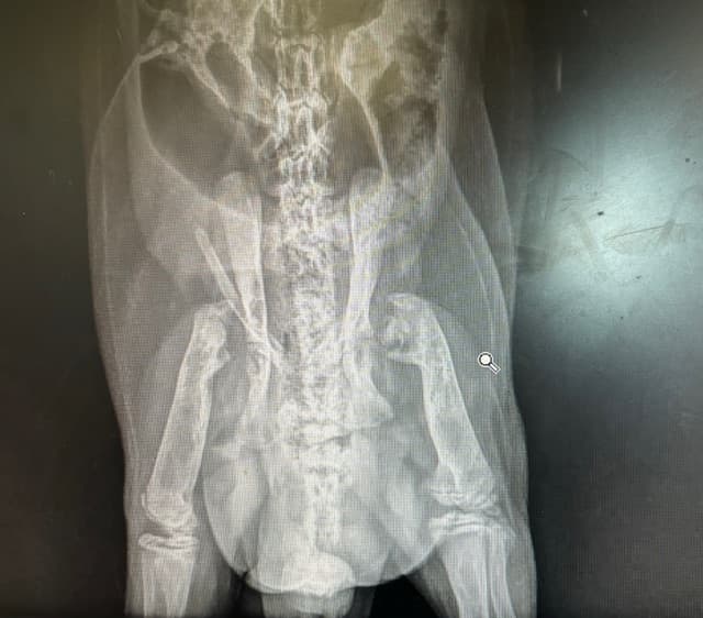 Virginia opossum x-ray.